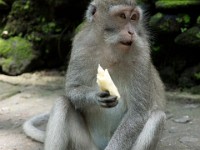 DSC03364  Bali