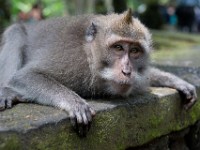 DSC03377  Bali