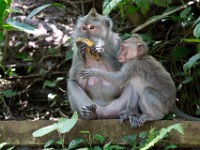 DSC03401  Bali