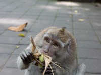 DSC03433  Bali