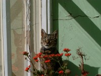 pusscat