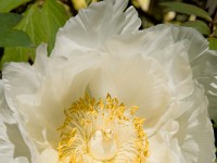 DSC08230
