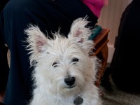 DSC04157  Peggy : Peggy, Reay, Scotland