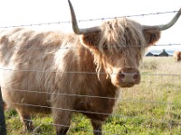 DSC04299  "Heeland Coos" : Highland cows, John O'Groats, Scotland