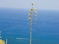 sicily-00519 : Sicily